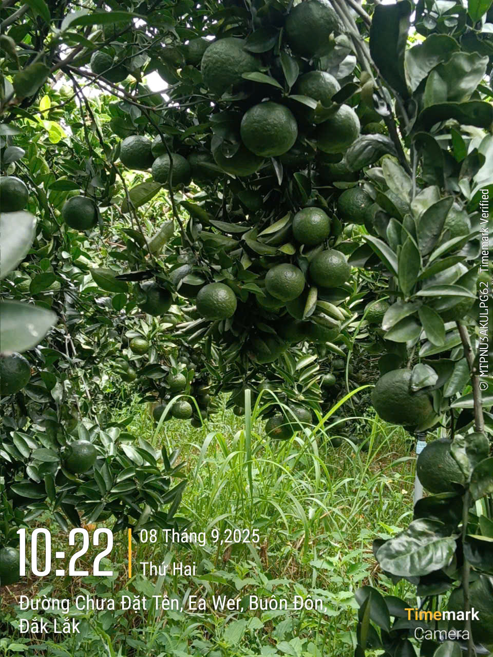 Nông trại Cam sạch Buôn Đôn