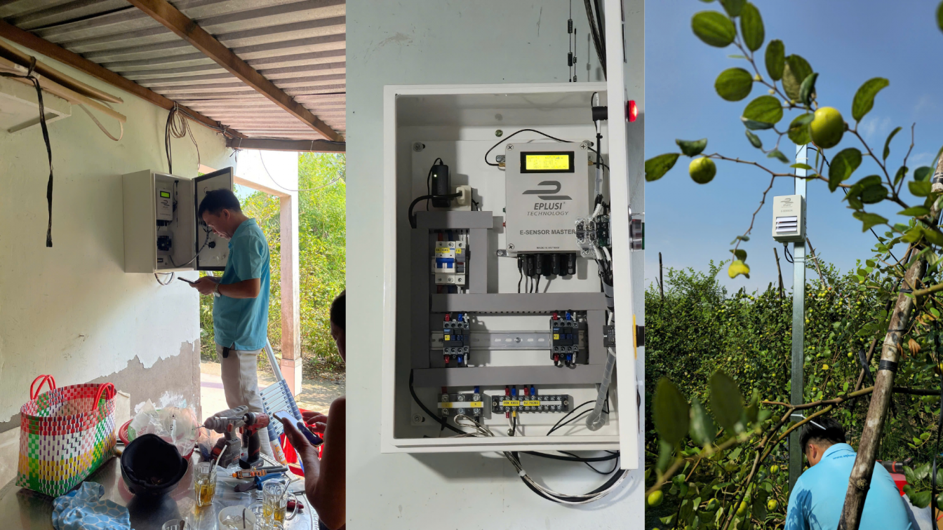 Lắp đặt và vận hành hệ thống tưới nhỏ giọt tự động cho cây táo hồng tại Vườn Táo Chú Vũ (Sóc Trăng)