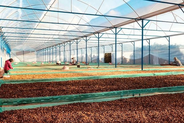 VÙNG SẢN XUẤT CÔNG TY TNHH KLONG KLANH
