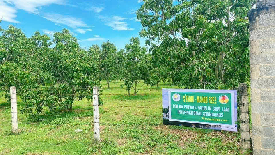 VÙNG TRỒNG XOÀI SFARM CAM LÂM
