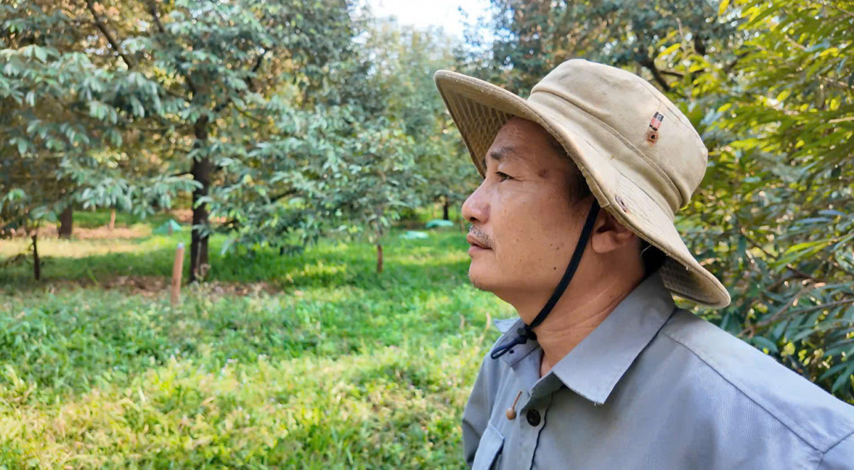 Sầu riêng anh Thịnh