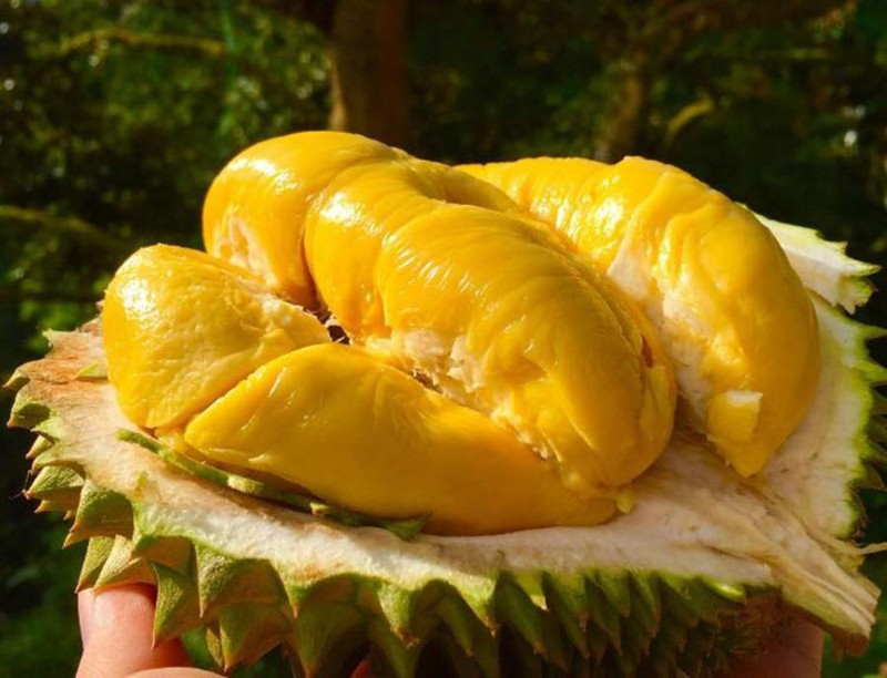 SẦU RIÊNG MONTHONG