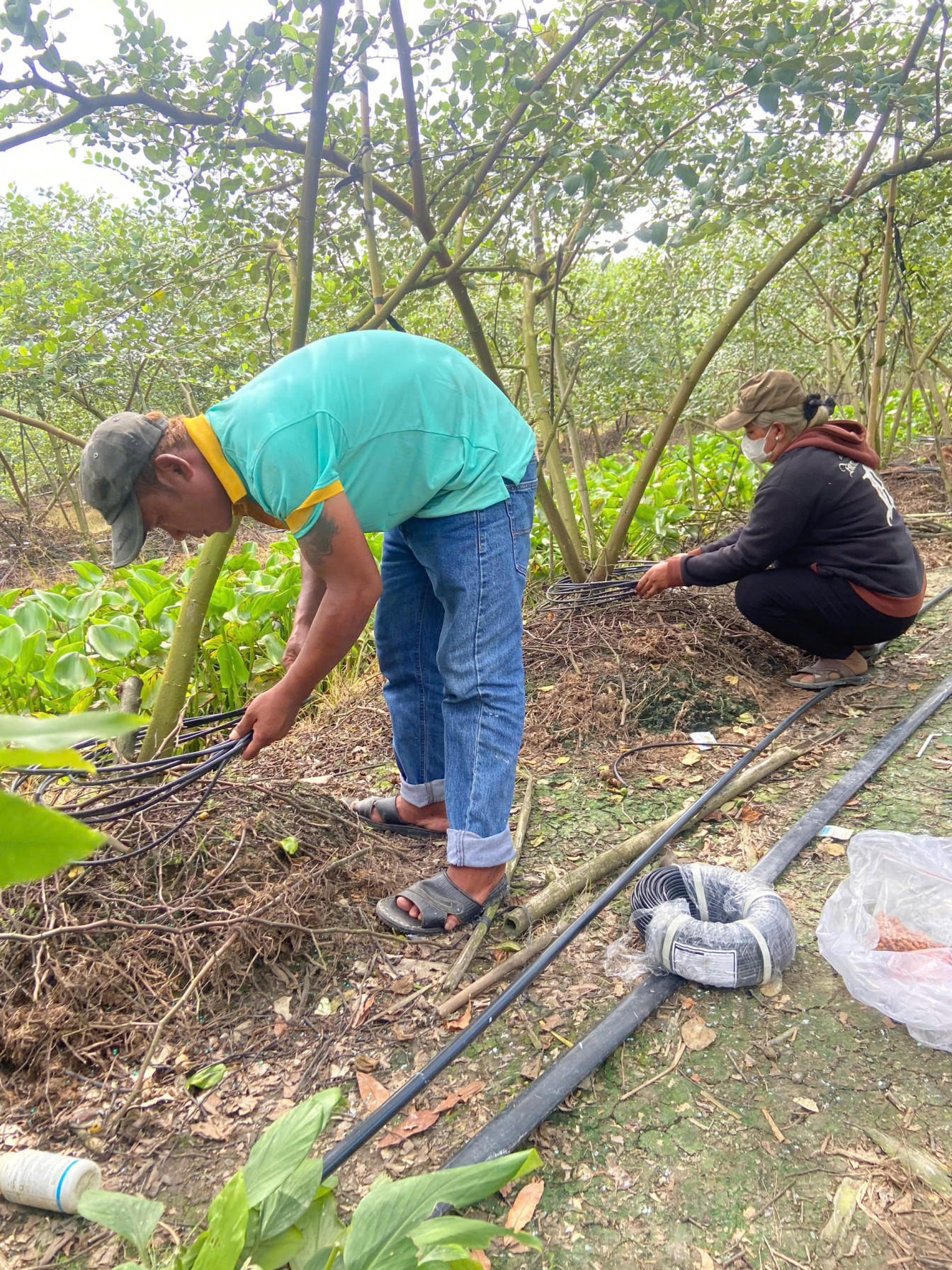 Vườn Táo Chú Vũ Triển Khai Tưới Nhỏ Giọt Thông Minh Với Quản Lý iCheck Trace