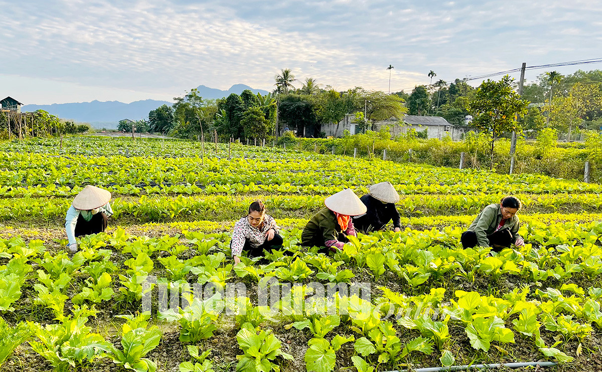 Vùng trồng Hà Giang