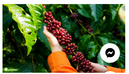 Vùng sản xuất cà phê