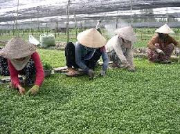 Vùng trồng rau cải xà lách xoong