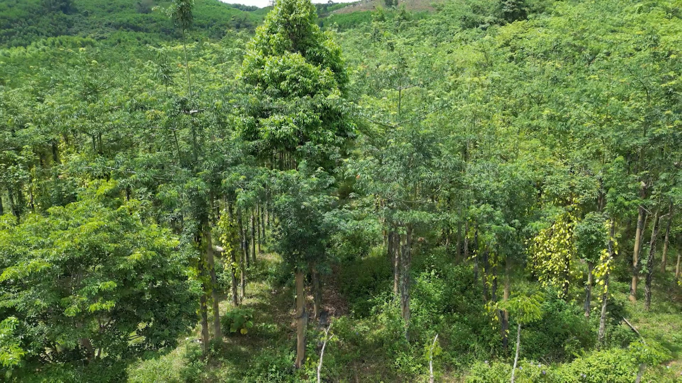 Vùng trồng Tiêu Tiên Phước