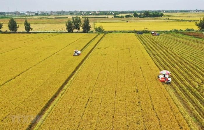 VÙNG SẢN XUẤT CÔNG TY TNHH THÀNH PHÁT