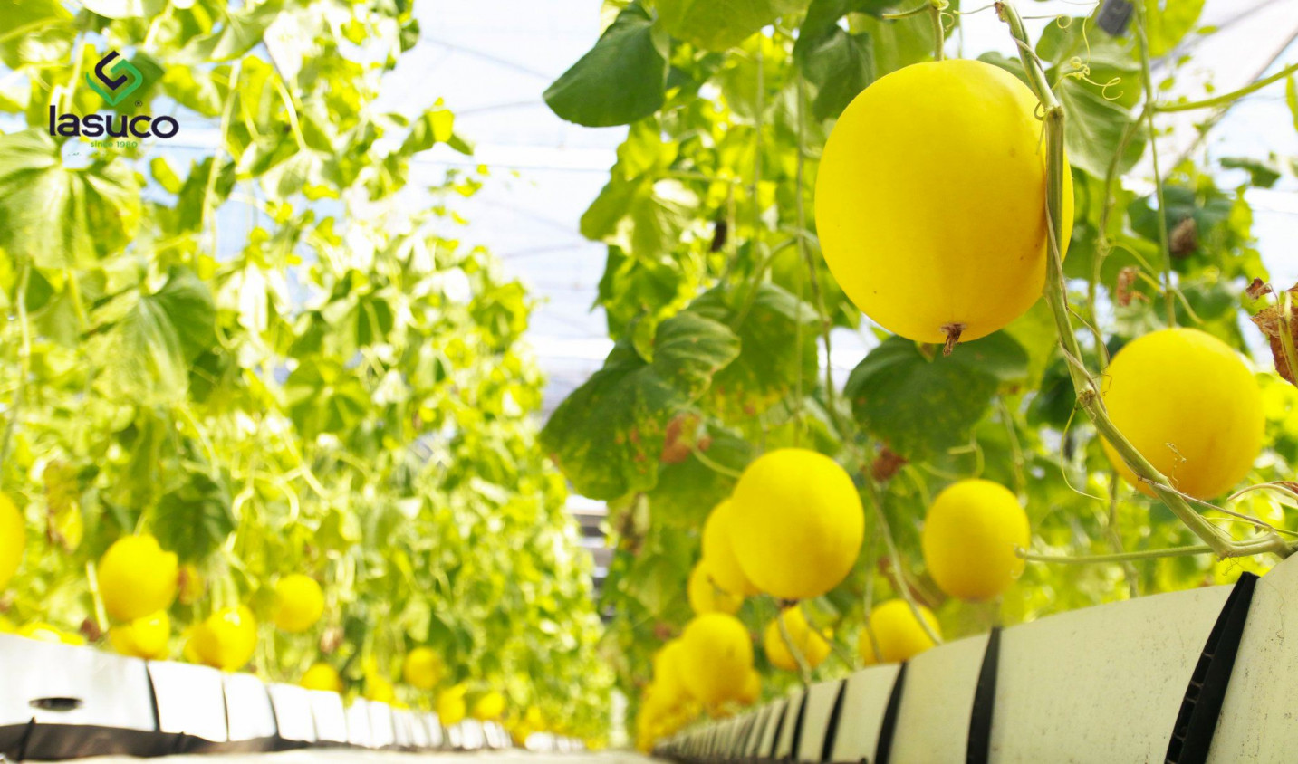 Công ty TNHH Nông nghiệp cao mía đường Lam sơn