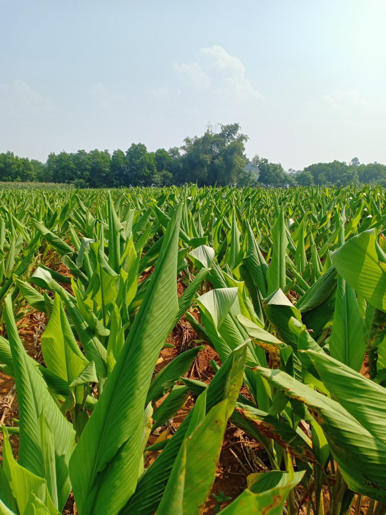 Trang trại trồng nghệ hữu cơ Thanh Tùng NB