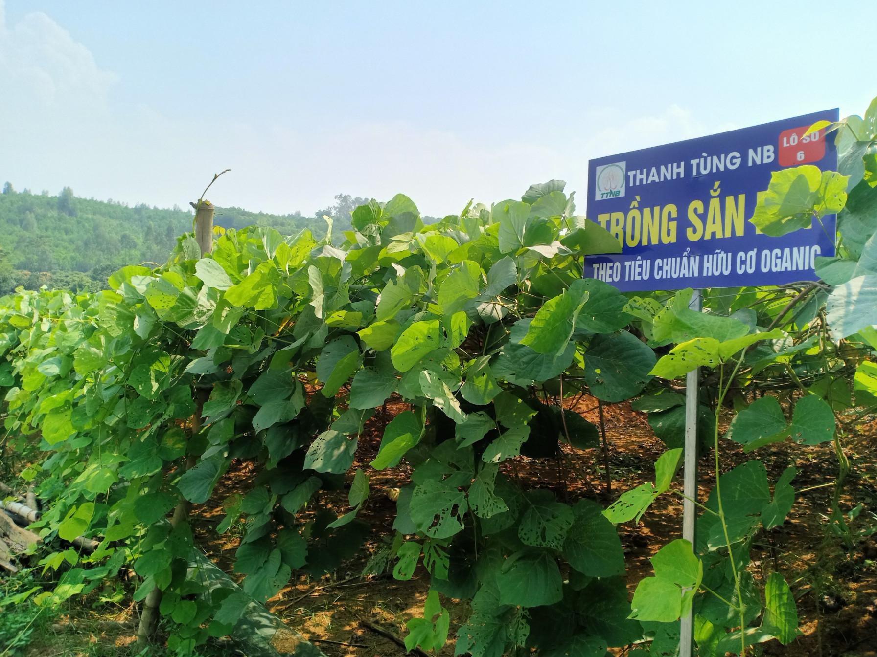 Trang trại sắn dây hữu cơ Thanh Tùng NB