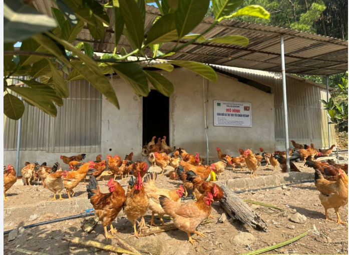 Trang trại của ông Lê Viết Quân
