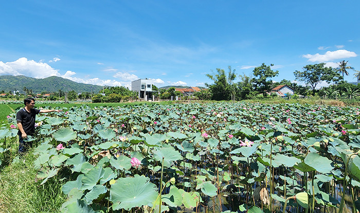 Sen Hòa Đồng, Tây Hòa, Phú Yên