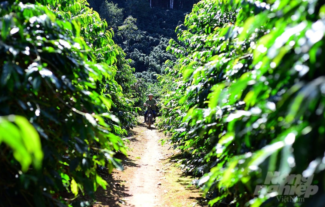 Vùng Sản Xuất Đà Lạt, Lâm Đồng