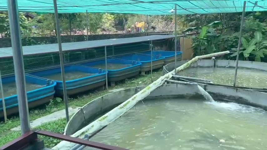Trại cá Phượng Hoàng - Thái Nguyên