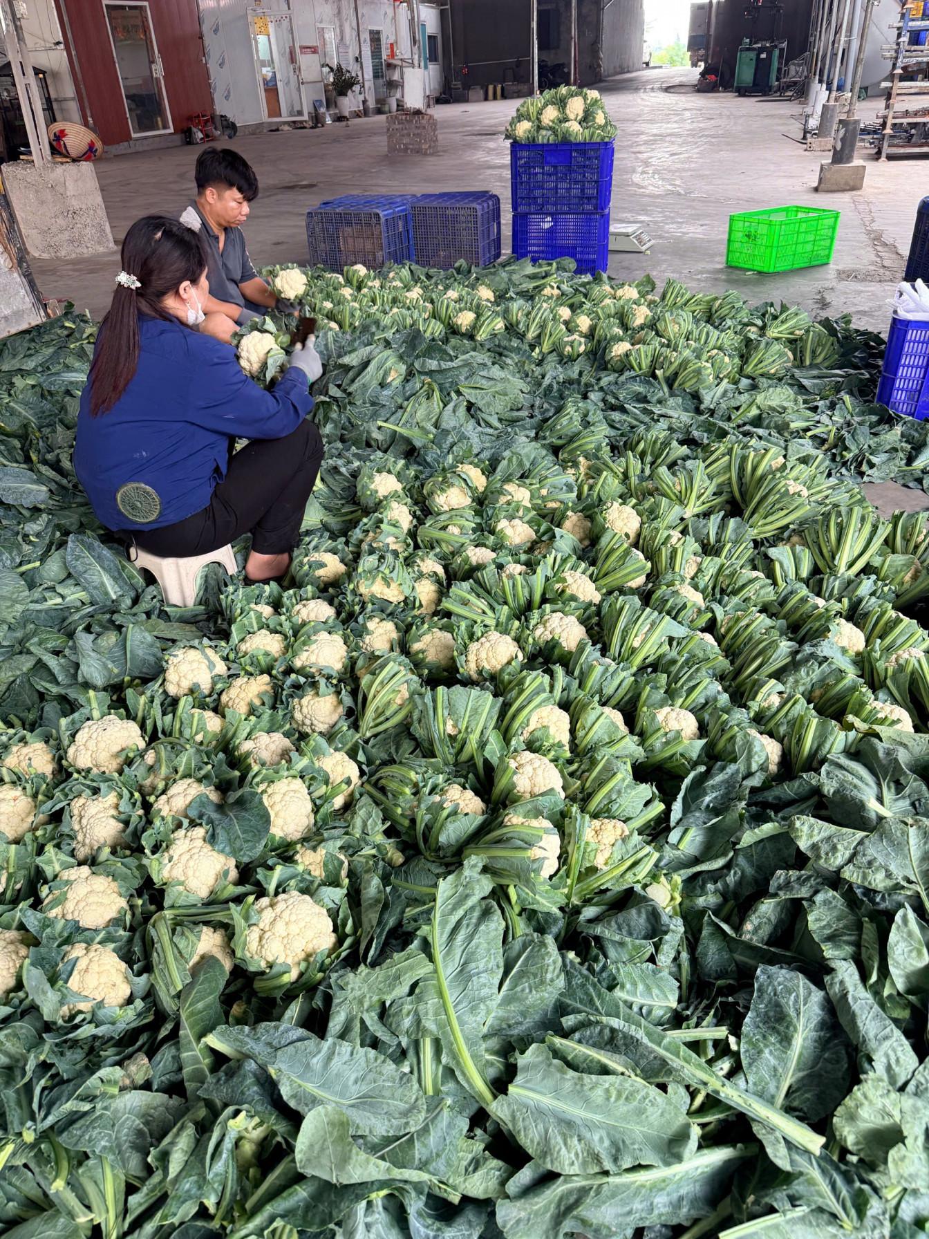 Vùng trồng súp lơ