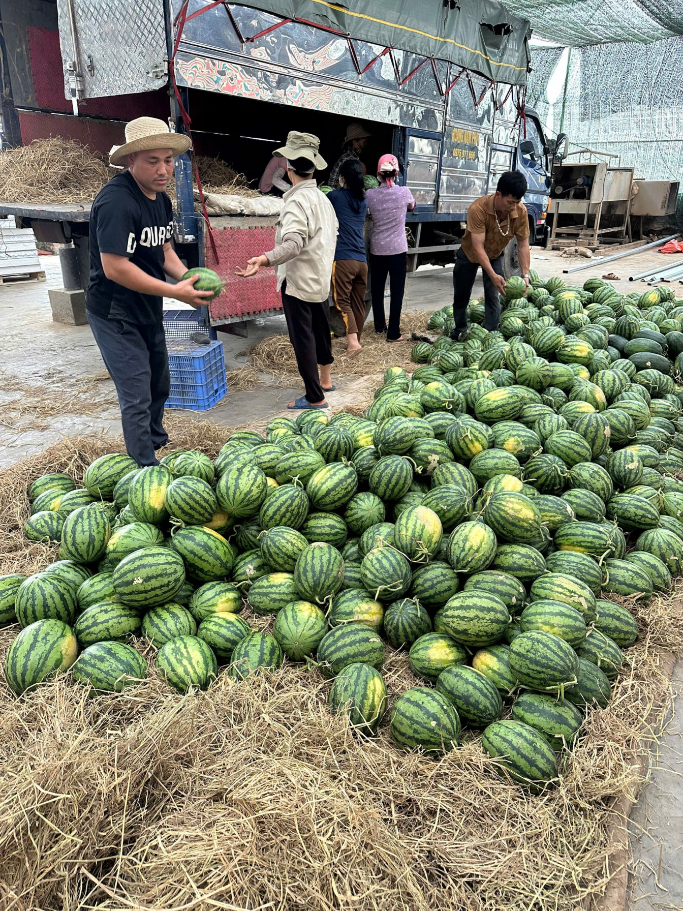 Vùng trồng dưa hấu