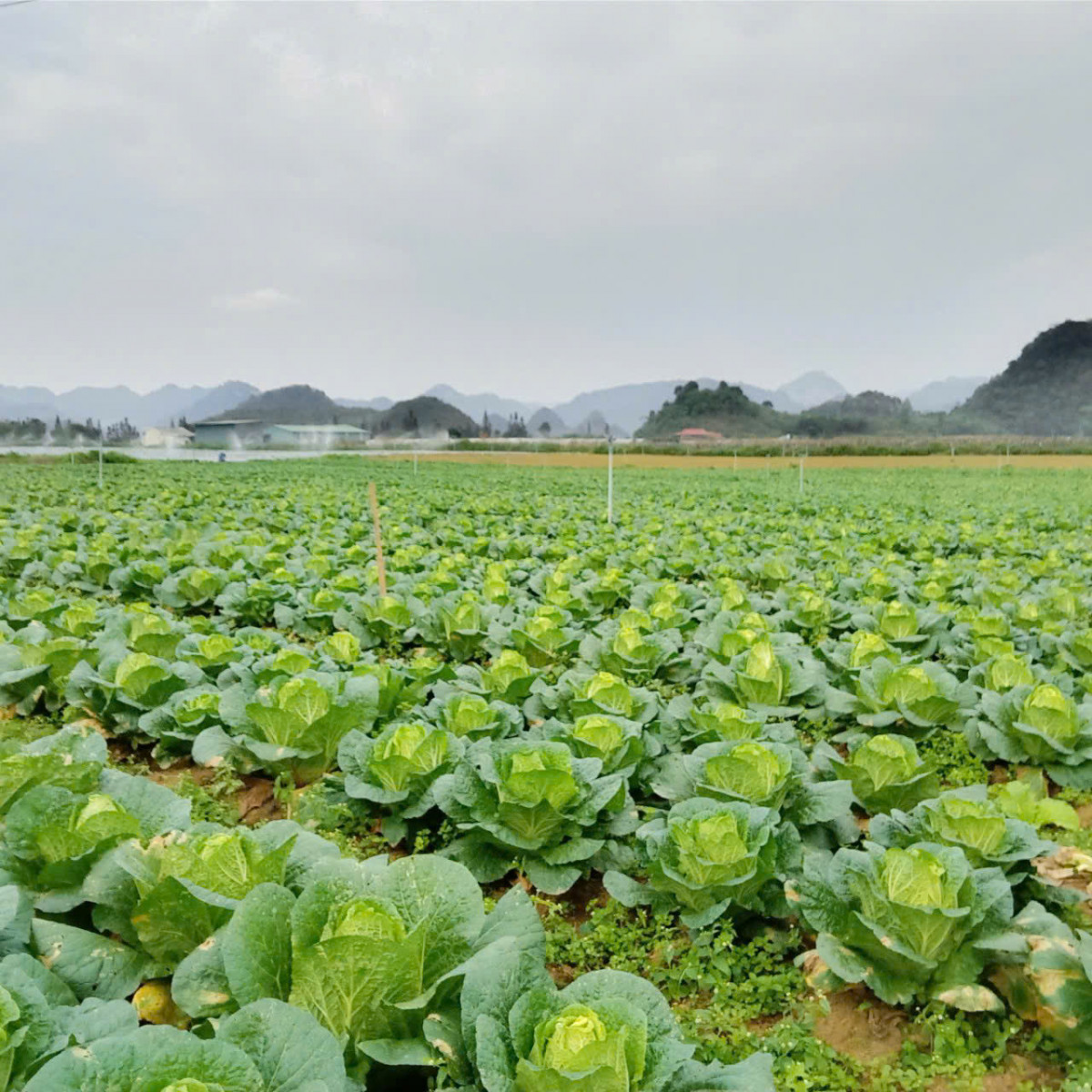 Vùng trồng bắp cải