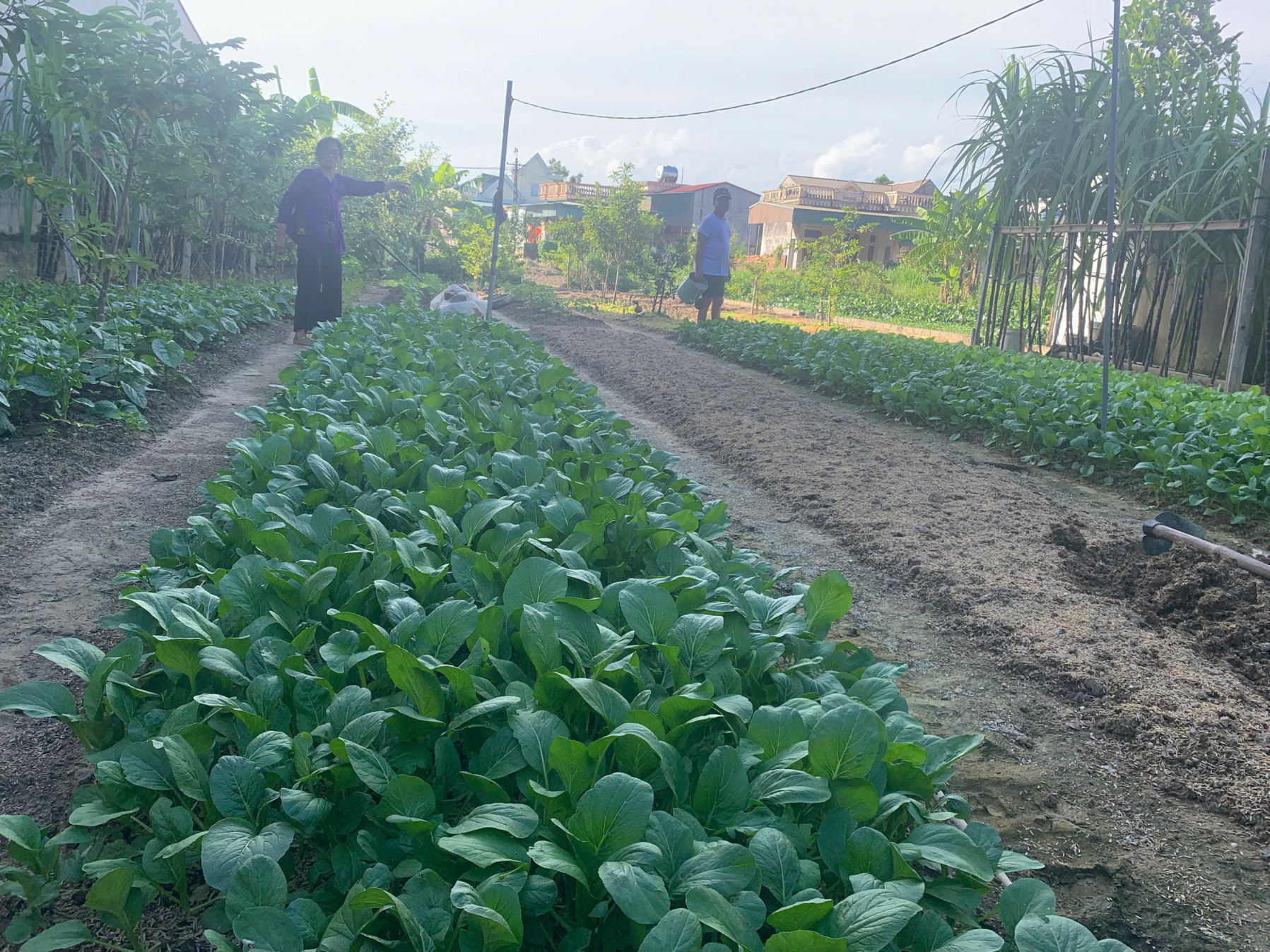 VÙNG TRỒNG CỦA HỢP TÁC XÃ NHUNG NGA VÀ BÀ CON XÃ VIÊN