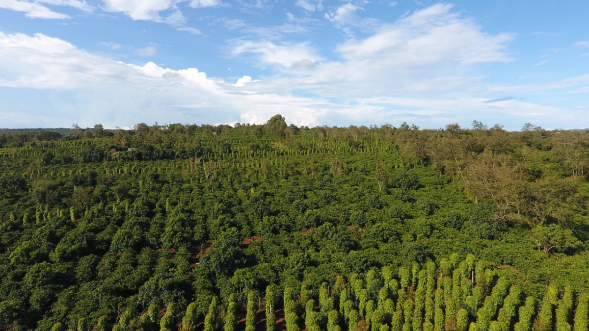 HỢP TÁC XÃ NÔNG NGHIỆP BỀN VỮNG CƯ SUÊ